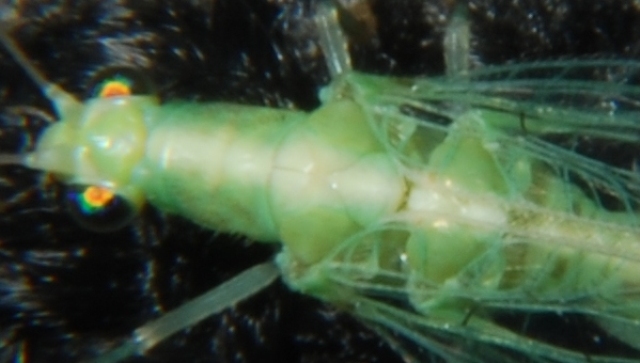 Probabile Cunctochrysa albolineata parassitizzata